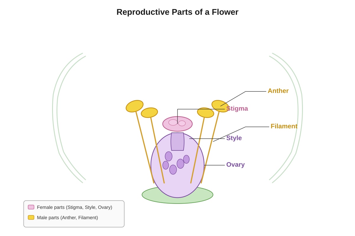Diagram for Q2 (P5 Science)