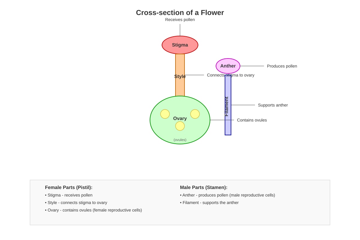 Diagram for Q2 (P5 Science)