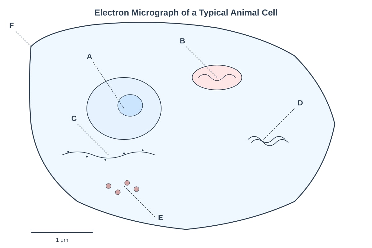 Diagram for Q11 (SEC3 Biology)