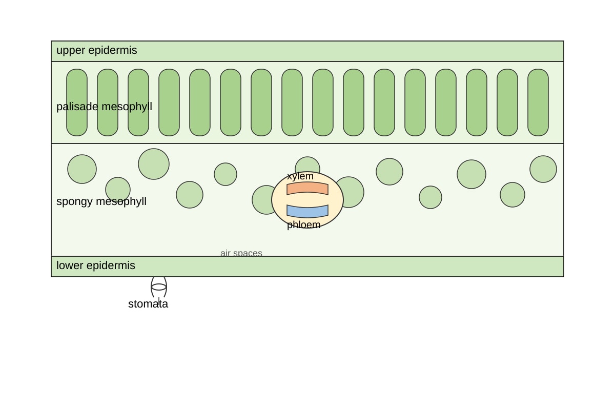 Diagram for Q11 (ALEVEL Biology H1)