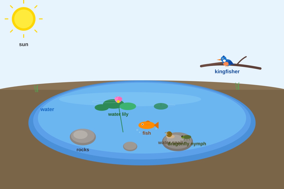 Diagram for Q11 (P4 Science)