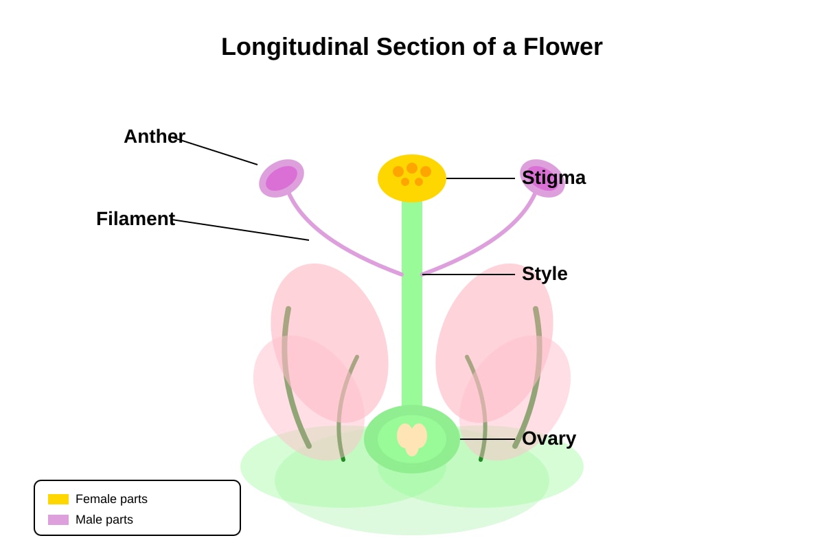 Diagram for Q2 (P5 Science)