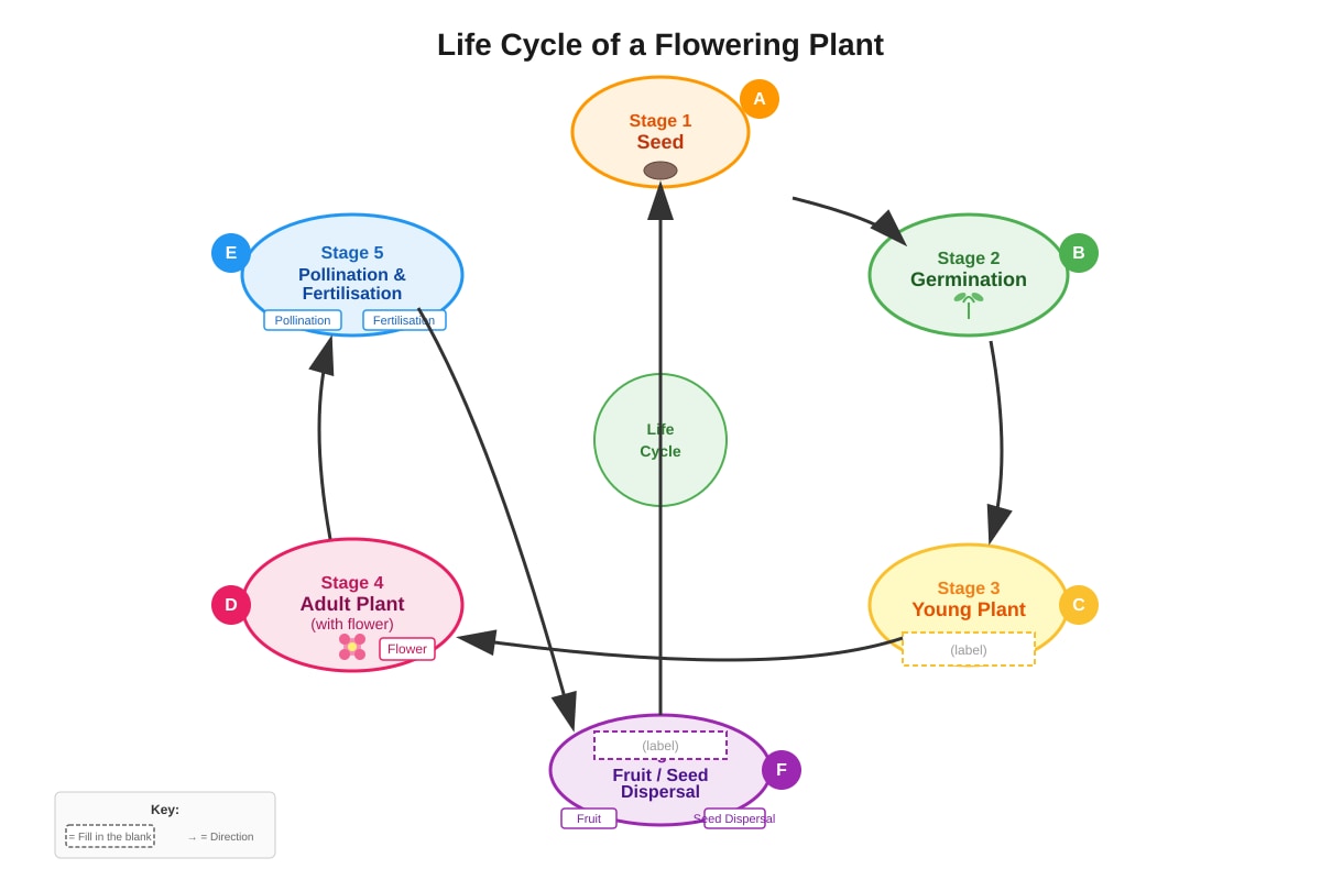 Diagram for Q17 (P5 Science)
