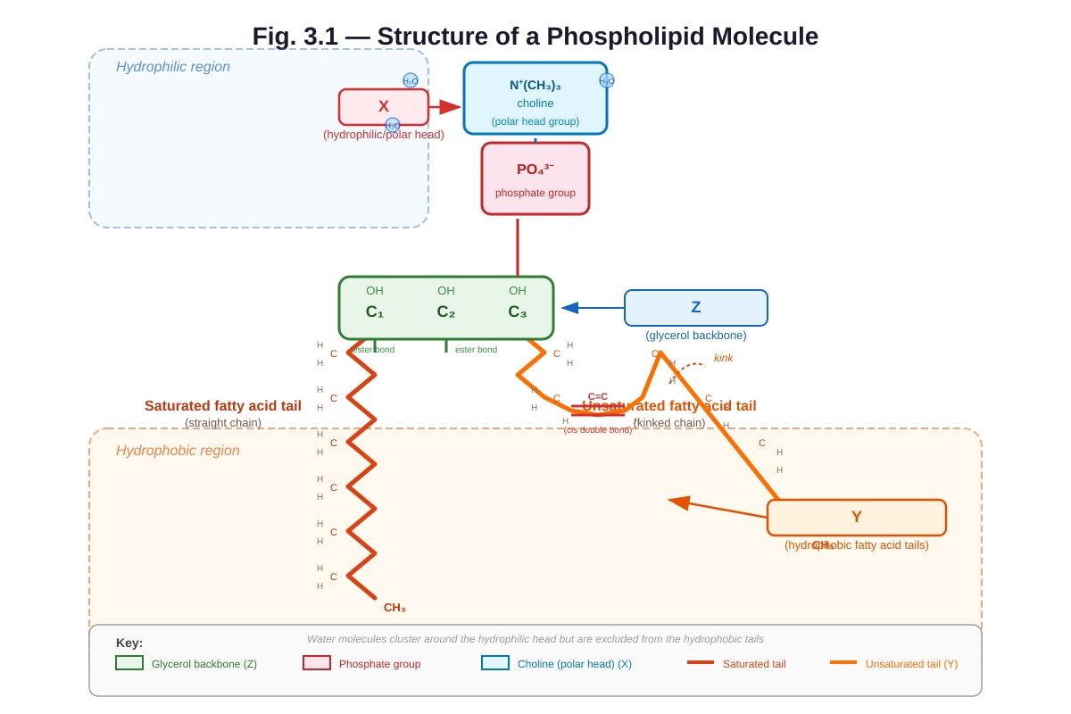 Diagram for Q3 (ALEVEL Biology H2)