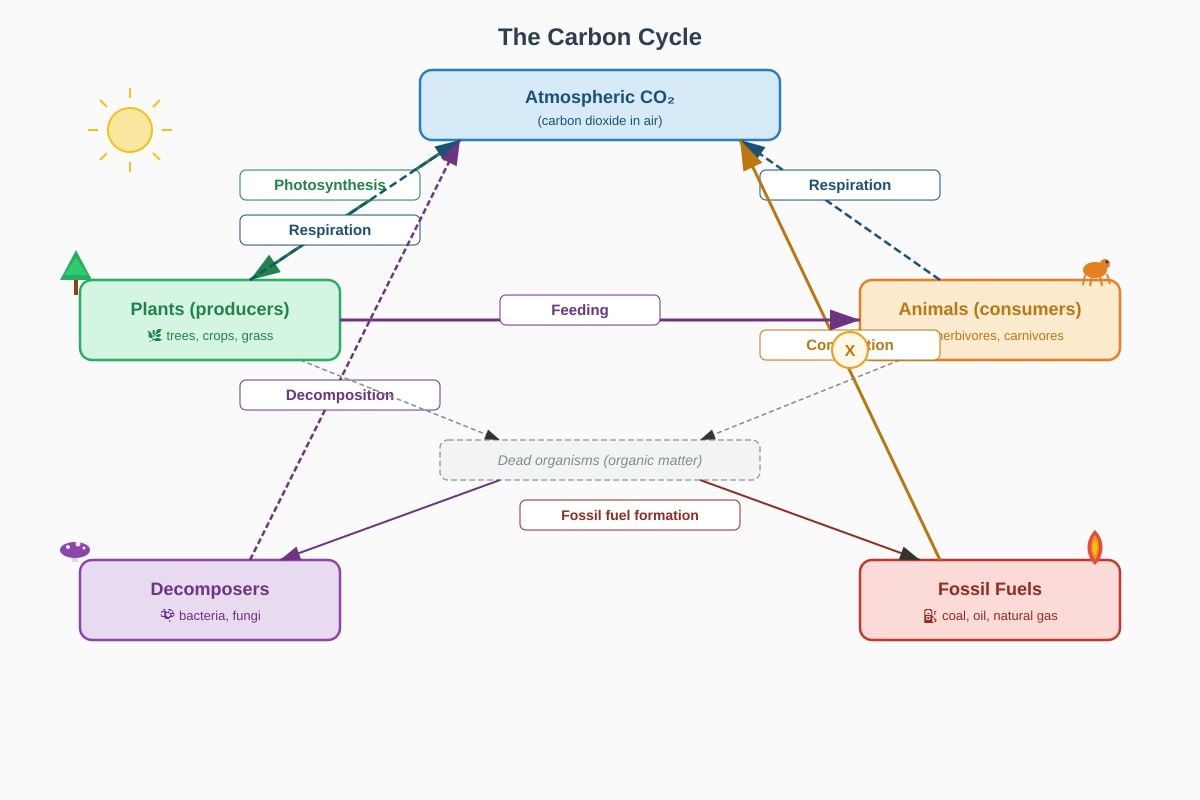 Diagram for Q12 (ALEVEL Biology H1)