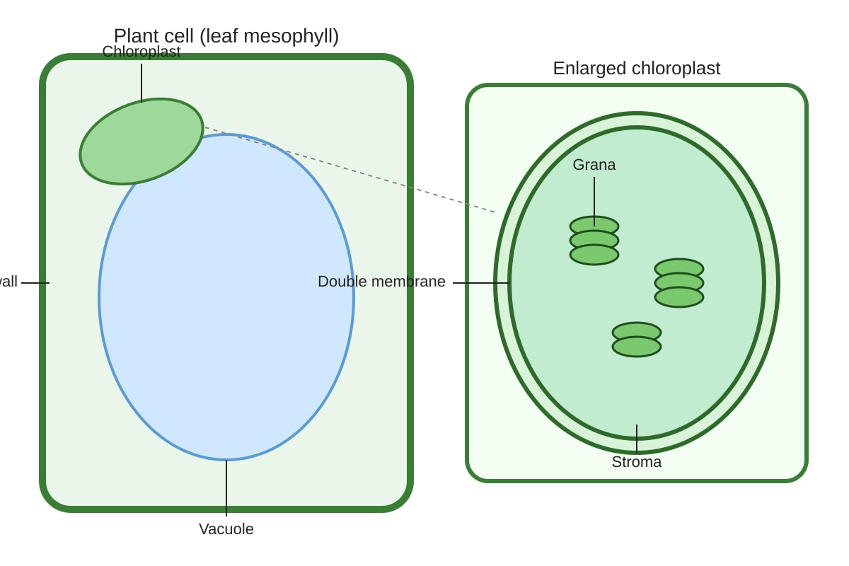 Diagram for Q19 (OLEVEL Biology)