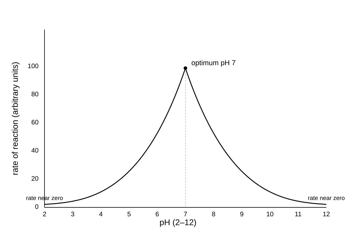 Graph for Q15 (OLEVEL Biology)