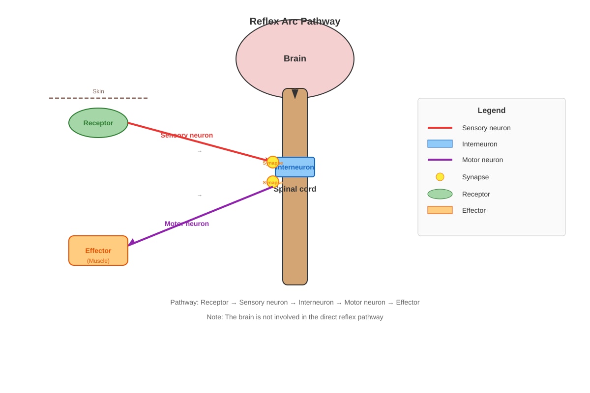 Diagram for Q20 (SEC1 Science)
