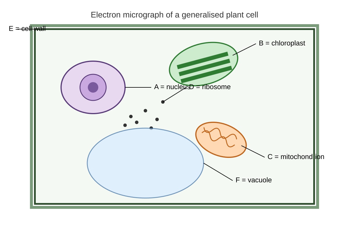 Diagram for Q11 (SEC4 Pure Biology)