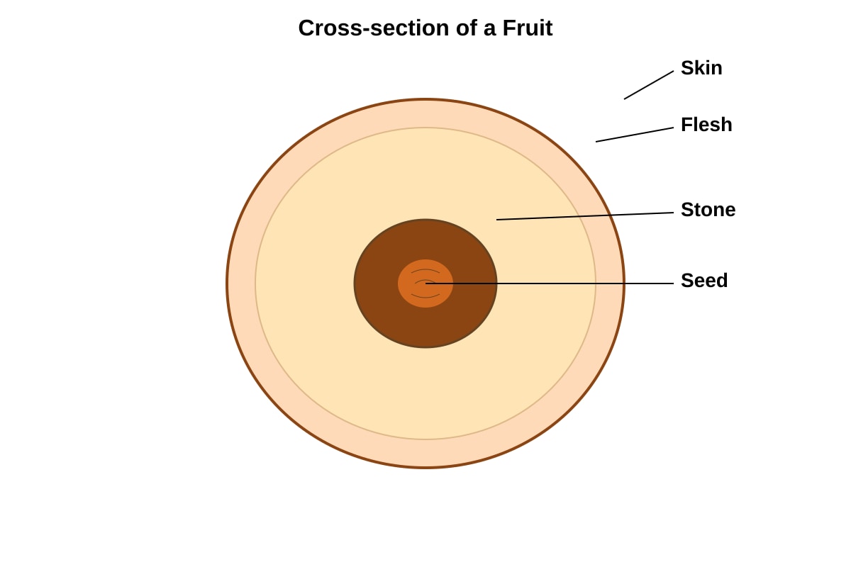Diagram for Q21 (P5 Science)