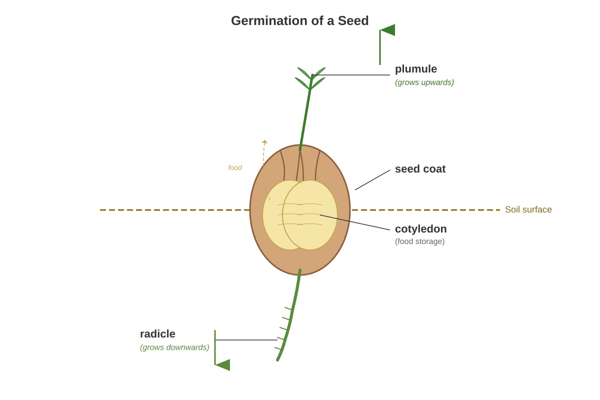 Diagram for Q5 (P5 Science)