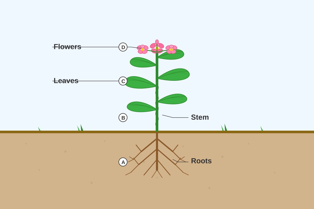 Diagram for Q9 (P3 Science)