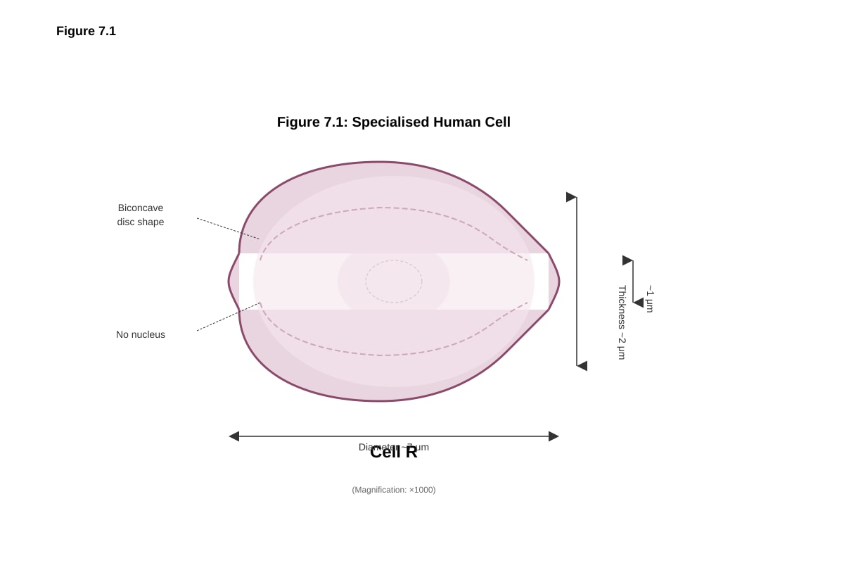 Diagram for placeholder 3 (SEC4 Combined Sci Bio)