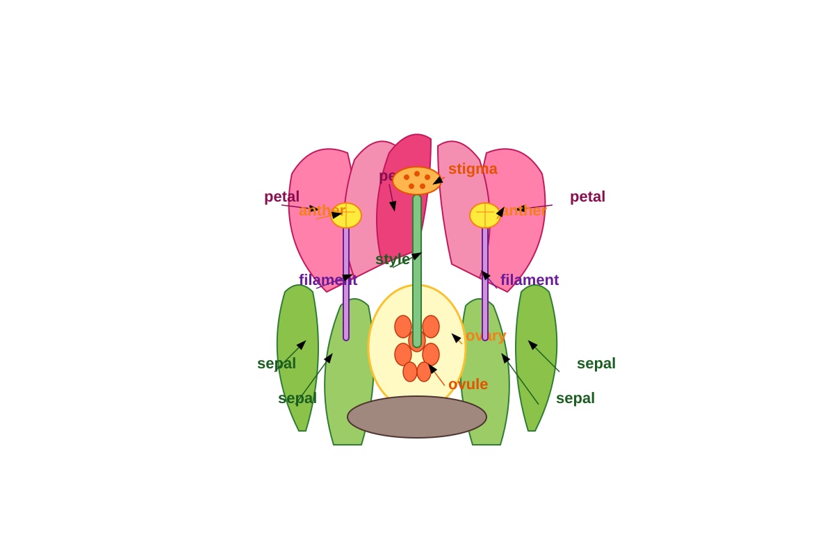 Diagram for Q8 (P5 Science)