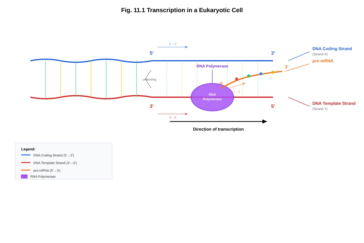 Figure for Q11 (ALEVEL Biology H1)