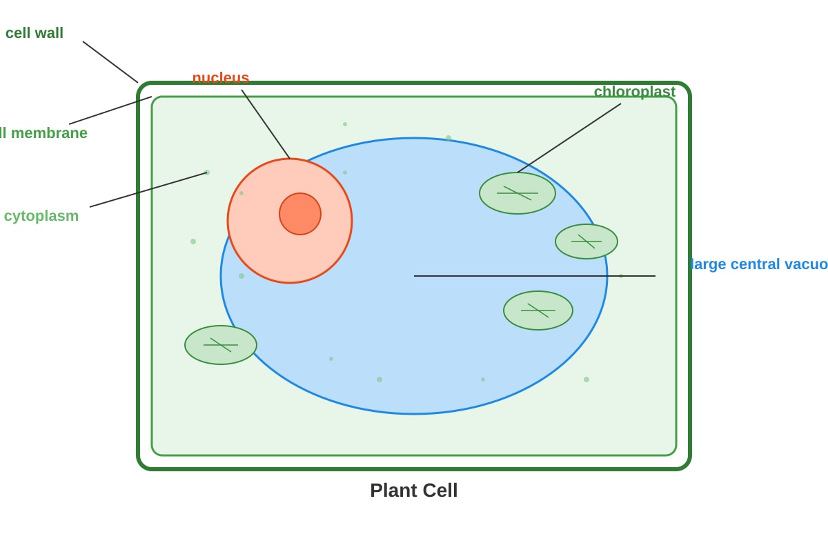 Diagram for Q14 (P6 Science)