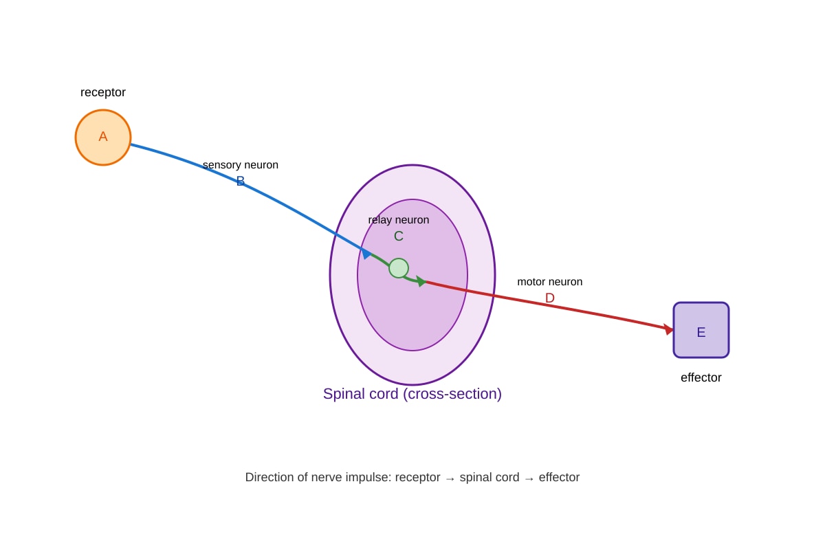 Diagram for Q16 (SEC4 Pure Biology)