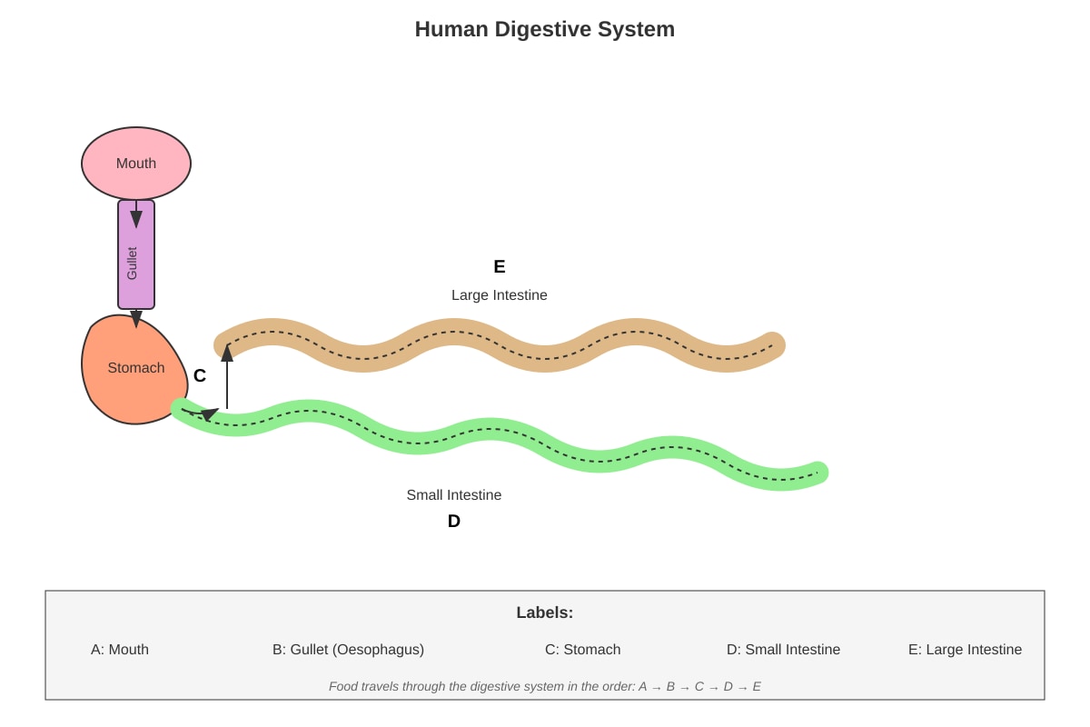 Diagram for Q9 (P4 Science)