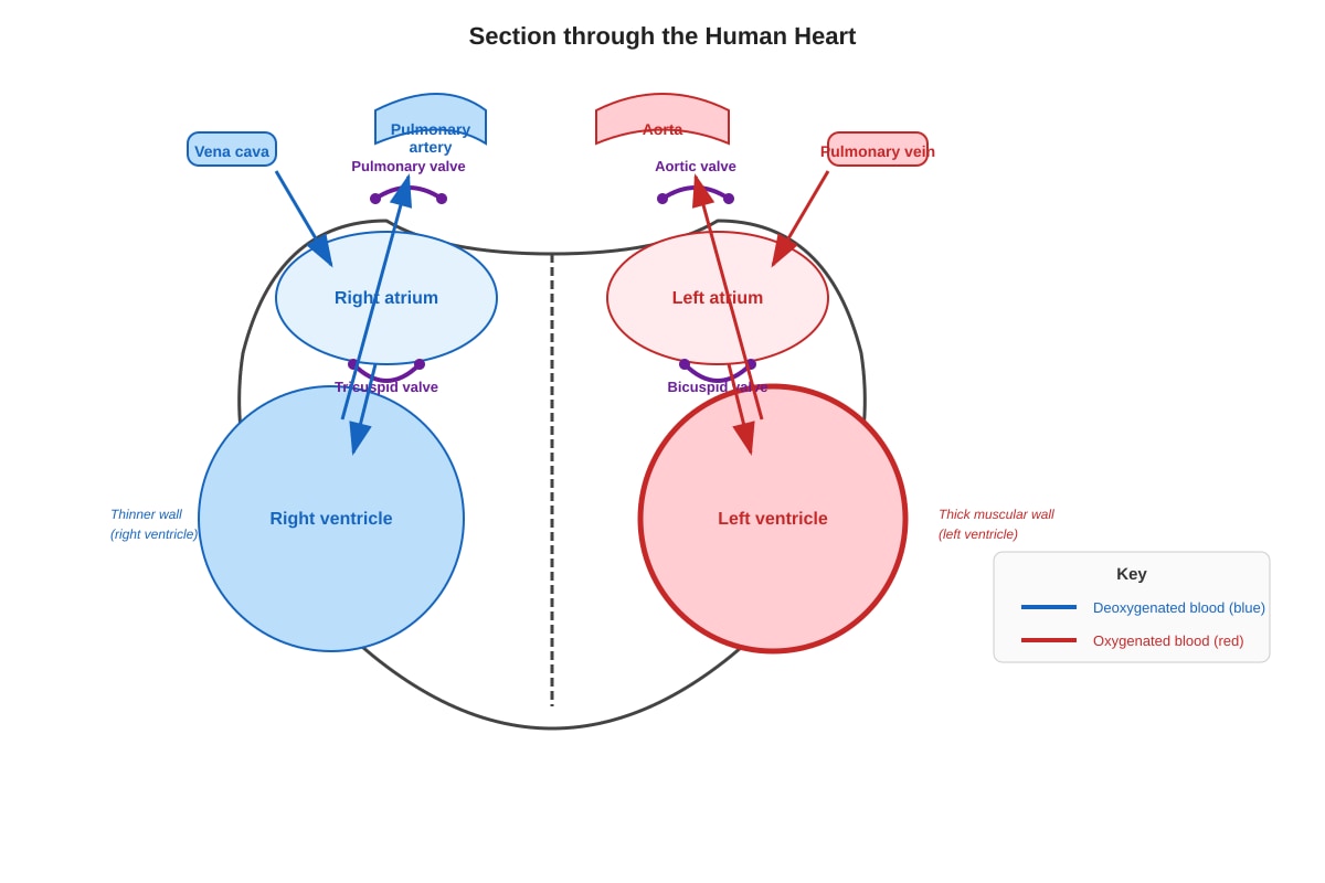 Diagram for Q13 (SEC1 Science)