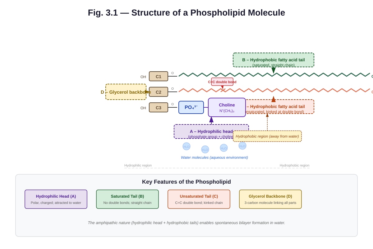 Diagram for Q3 (ALEVEL Biology H2)