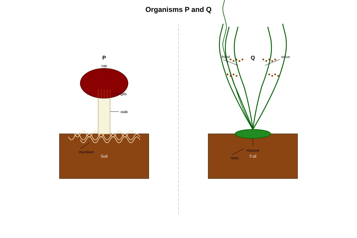 Diagram for Q11 (P6 Science)