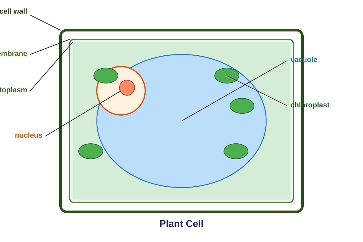 Diagram for Q4 (P5 Science)