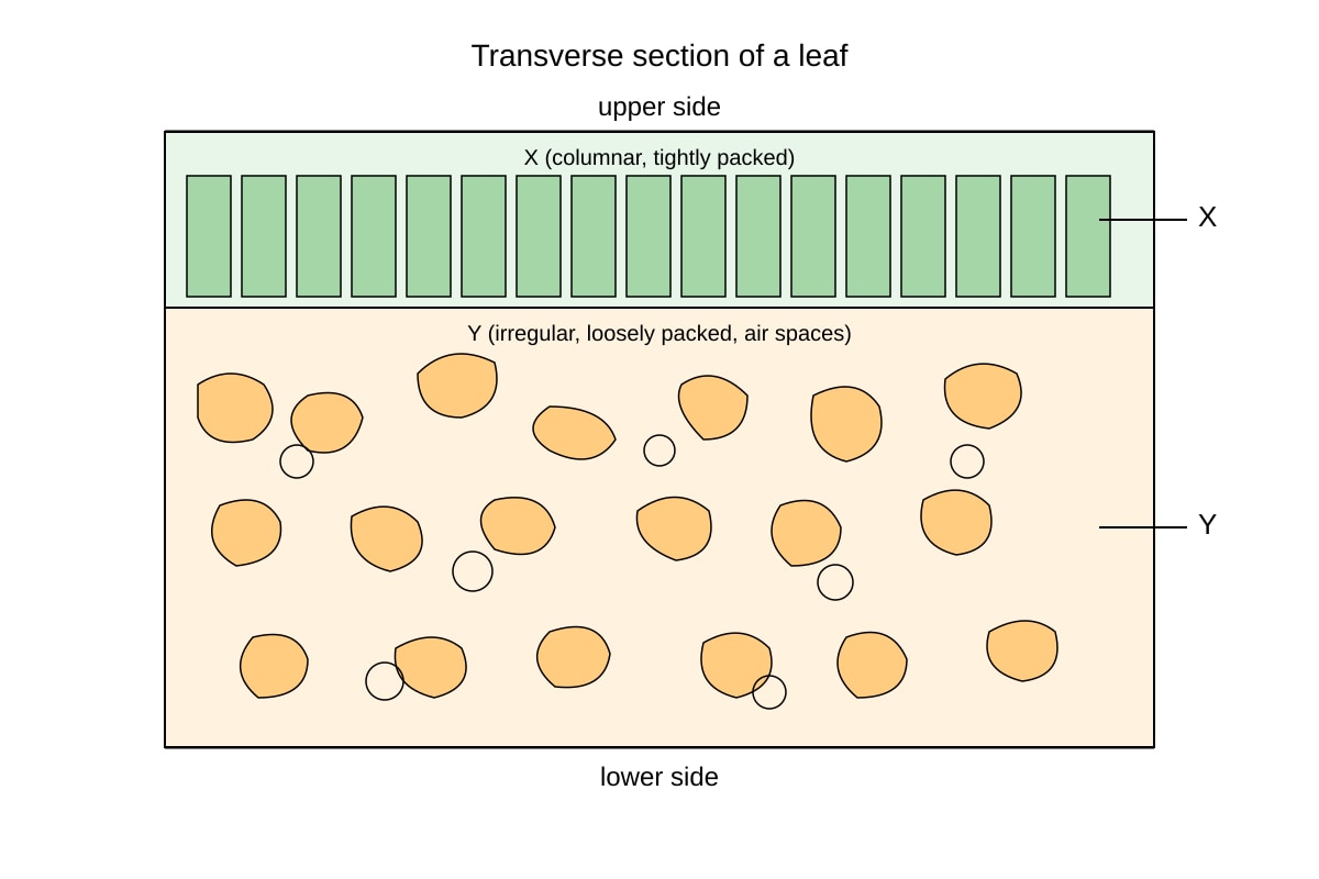 Diagram for Q8 (SEC3 Biology)