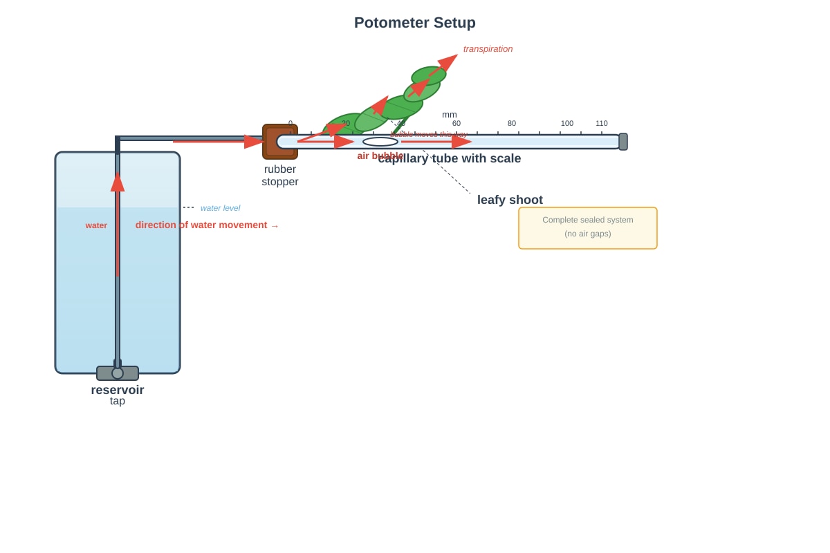 Experimental Setup for Q20 (ALEVEL Biology H1)