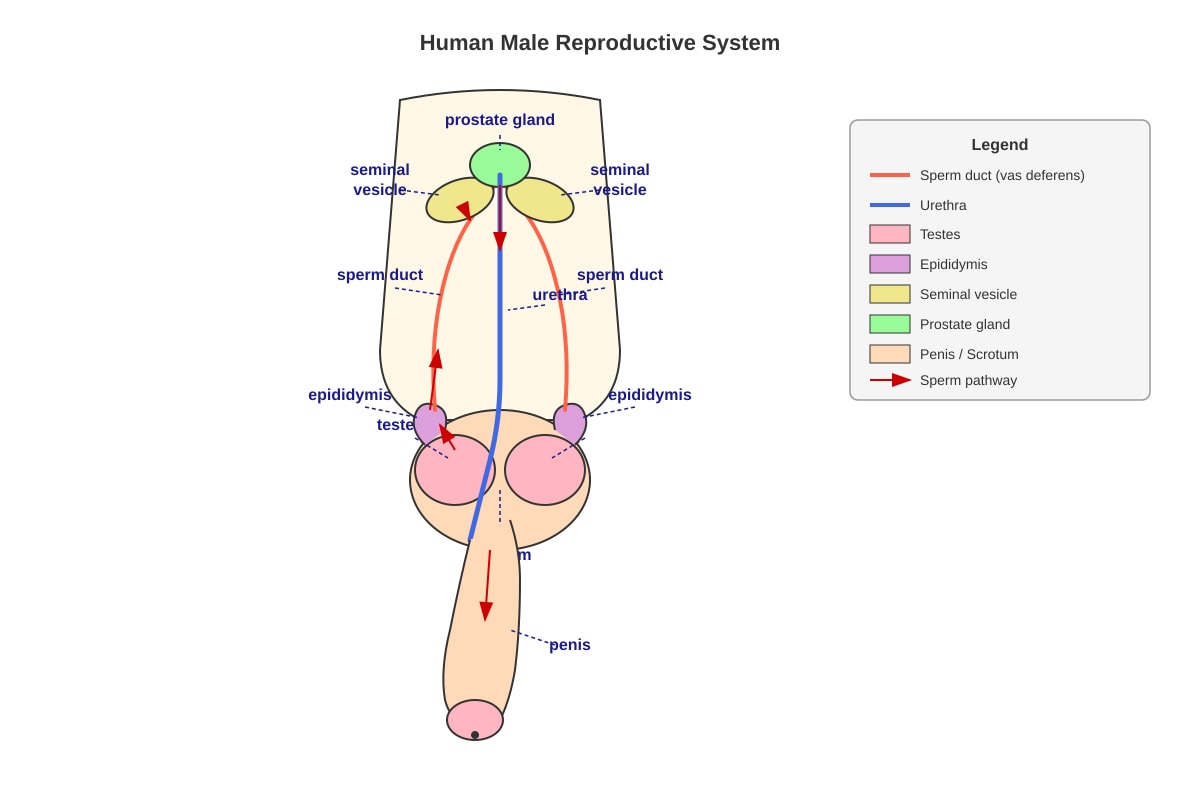 Diagram for Q30 (P5 Science)