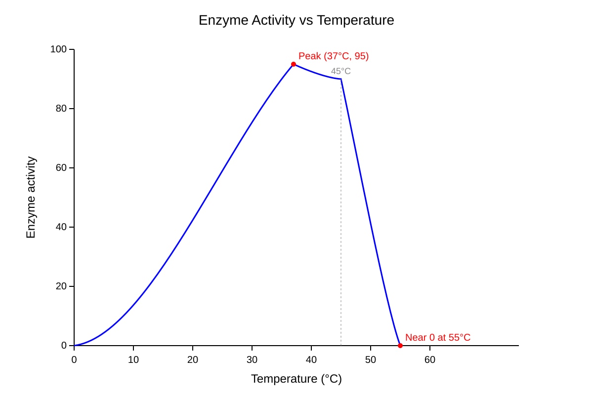 Graph for Q13 (SEC3 Biology)