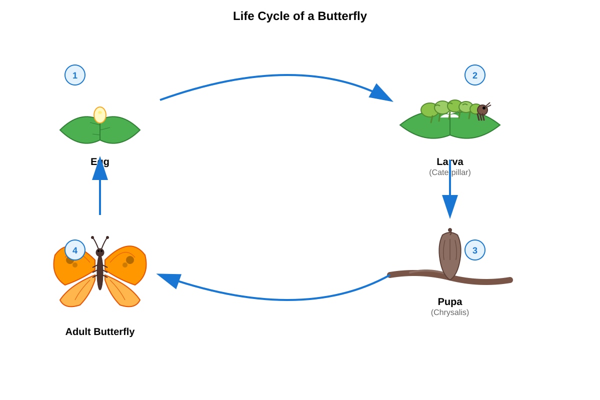 Diagram for Q11 (P6 Science)