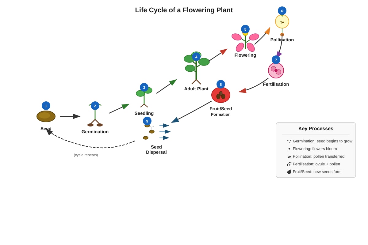 Diagram for Q32 (P6 Science)