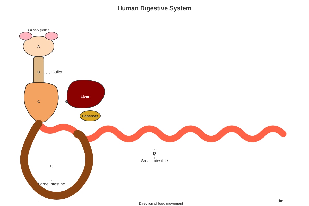 Diagram for Q20 (P4 Science)