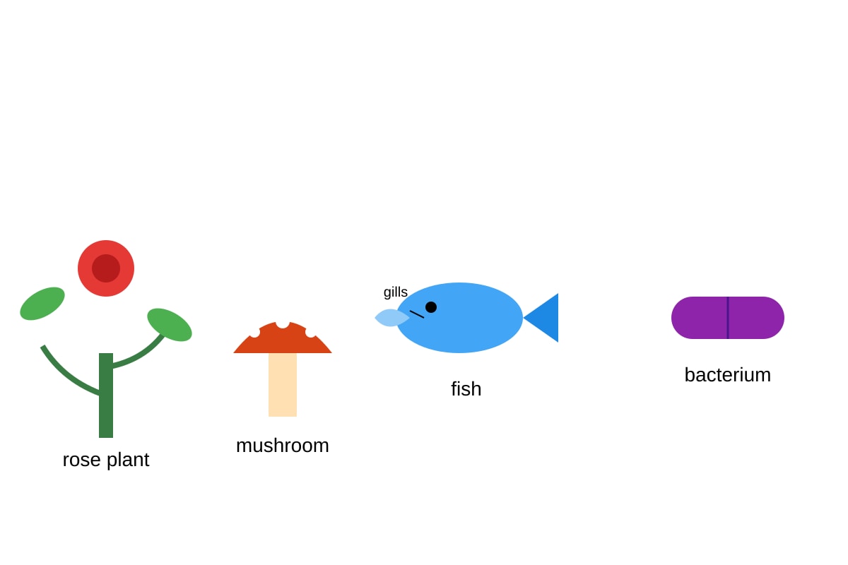 Diagram for Q18 (P5 Science)