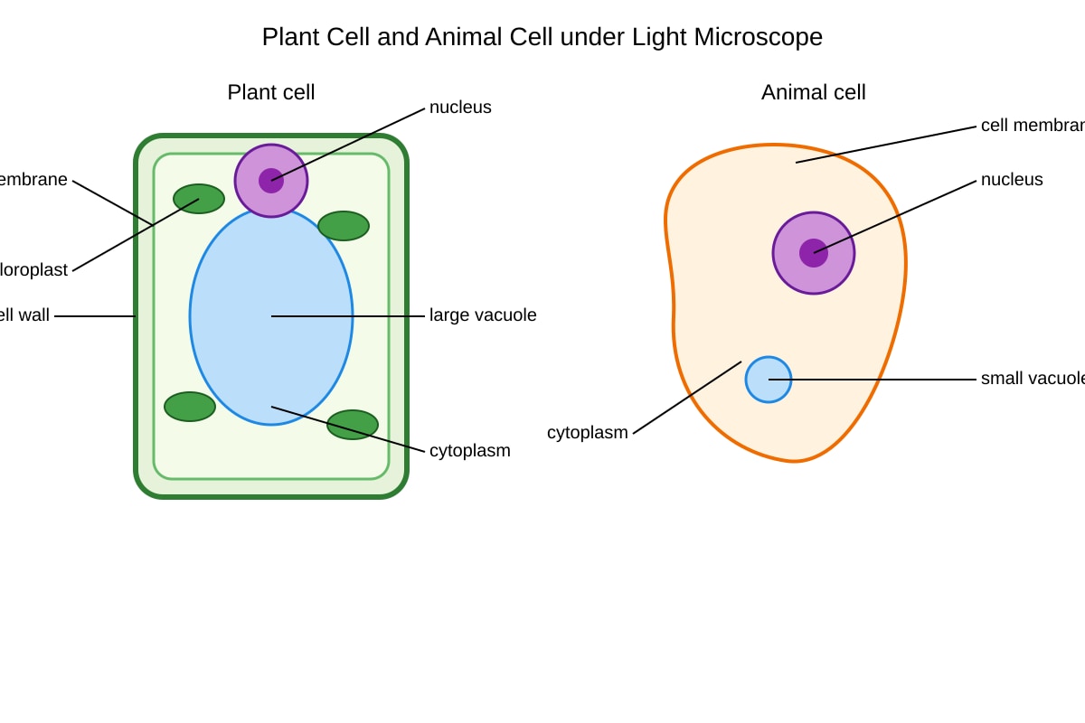 Diagram for Q13 (OLEVEL Biology)