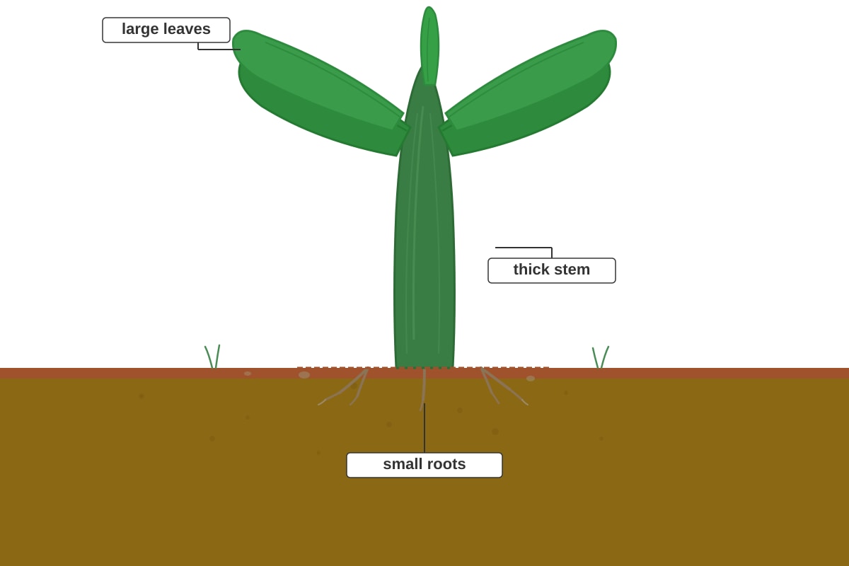 Diagram for Q5 (P4 Science)