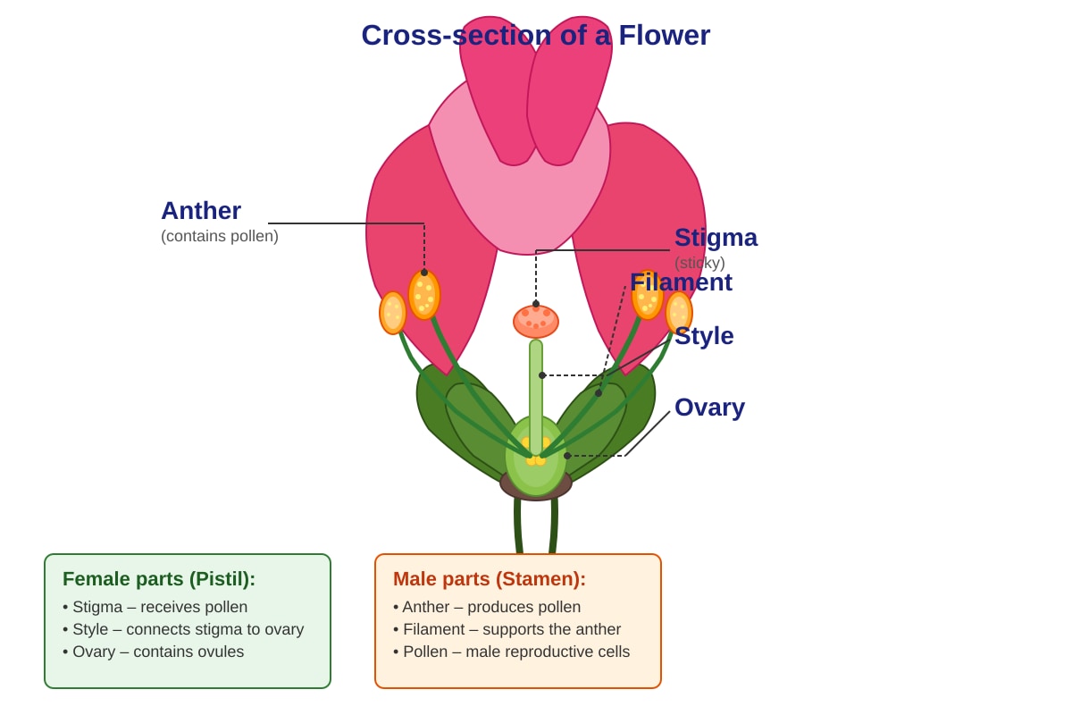 Diagram for Q16 (P5 Science)