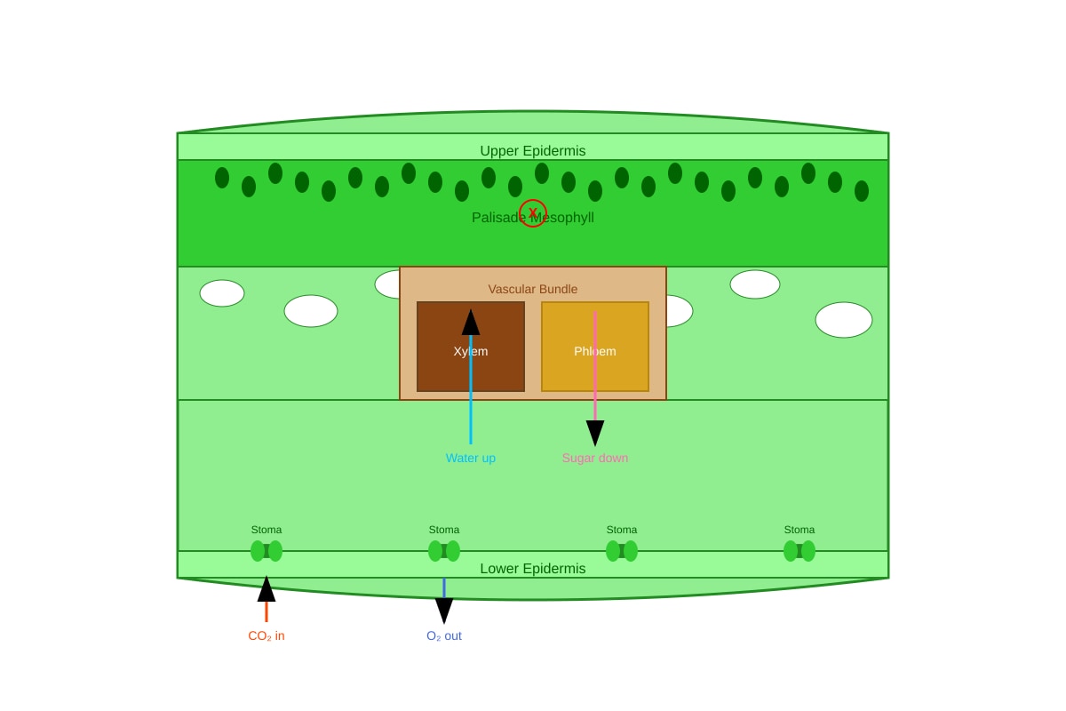 Diagram for Q37 (P6 Science)