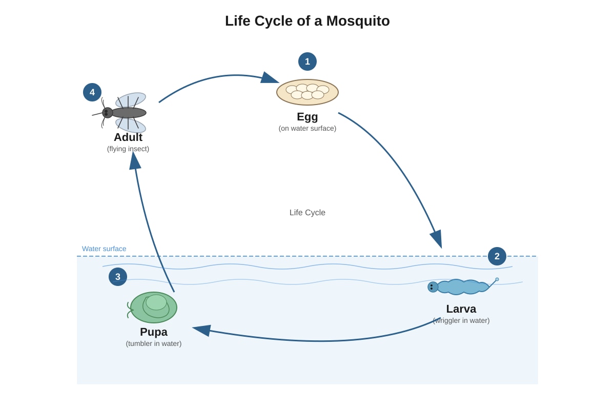 Diagram for Q6 (P4 Science)
