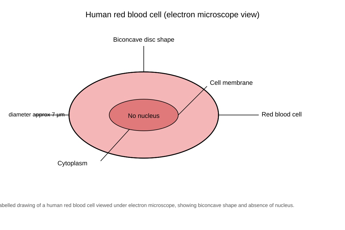 Diagram for Q3 (OLEVEL Biology)