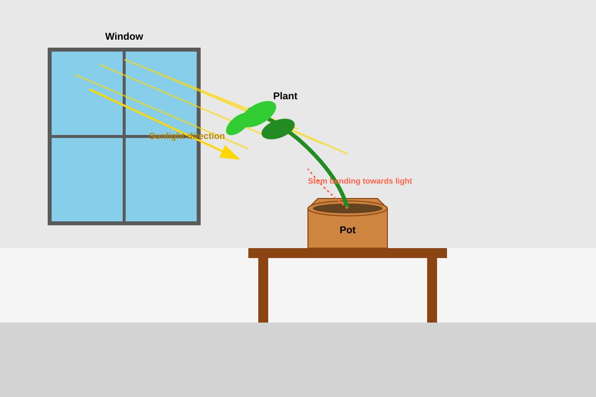 Diagram for Q20 (P6 Science)