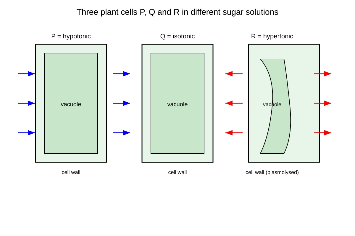 Diagram for Q13 (SEC4 Pure Biology)