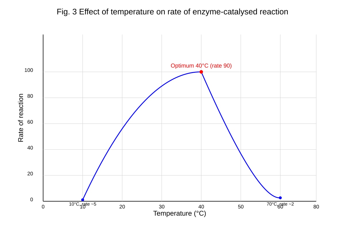 Graph for 6 (ALEVEL Biology H1)