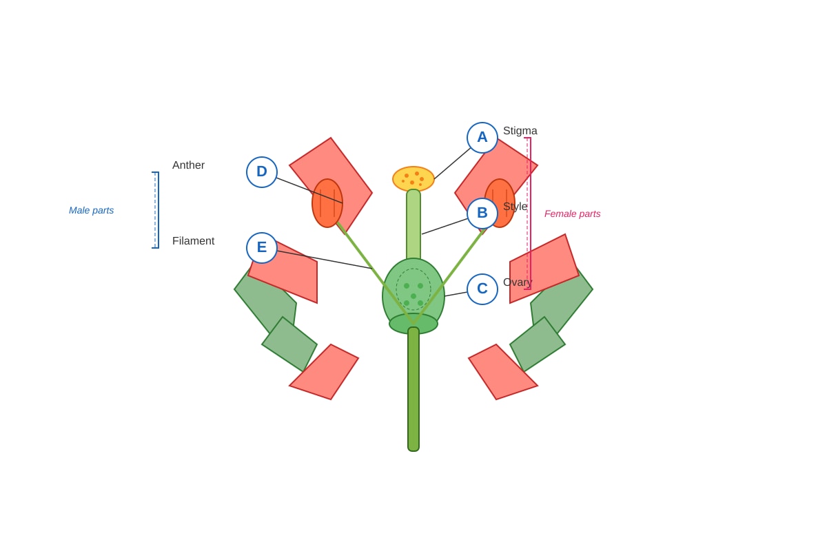 Diagram for Q27 (P5 Science)