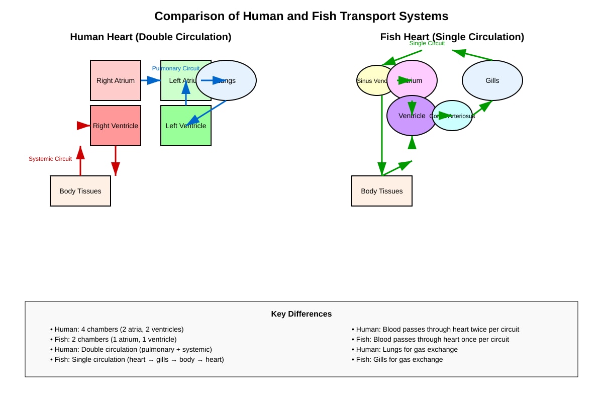 Diagram for Q20 (P6 Science)