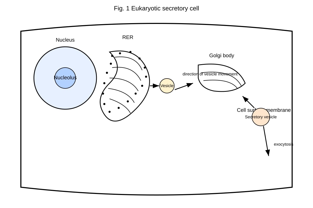 Diagram for Q6 (ALEVEL Biology H2)
