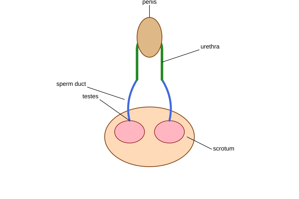 Diagram for Q16 (P5 Science)