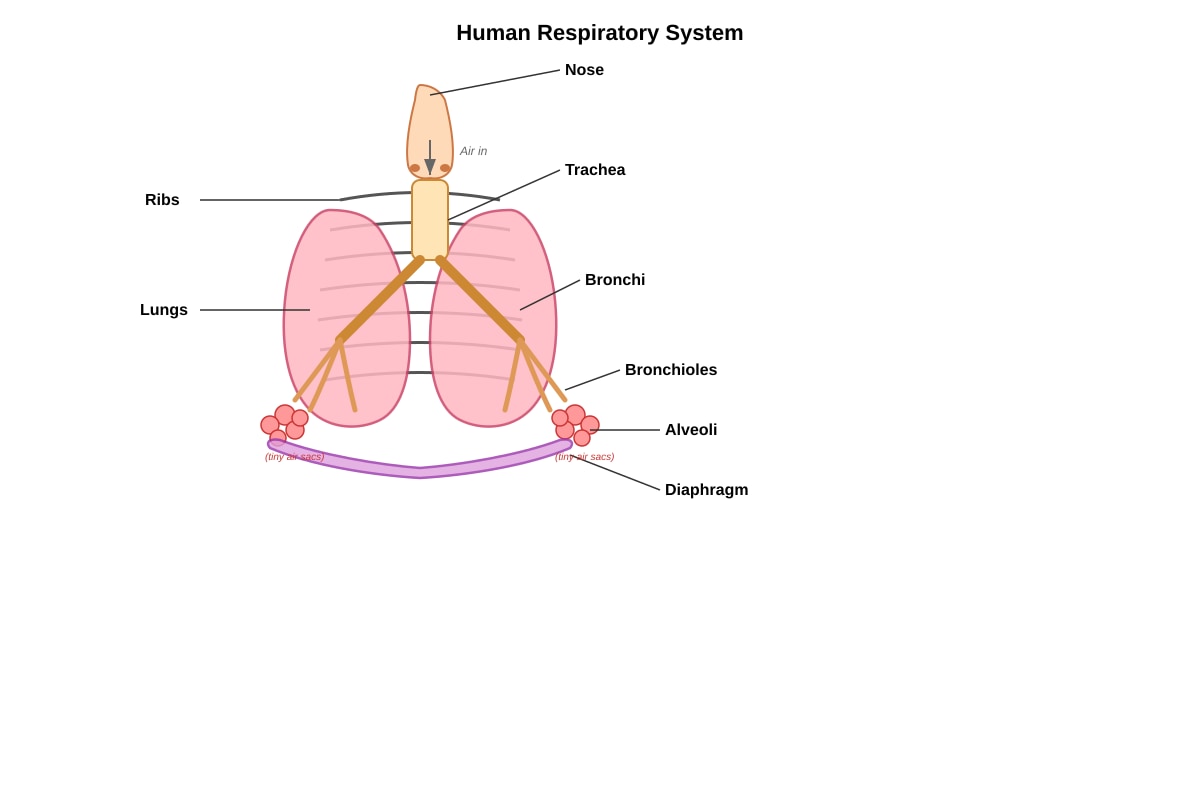 Diagram for Q17 (P5 Science)