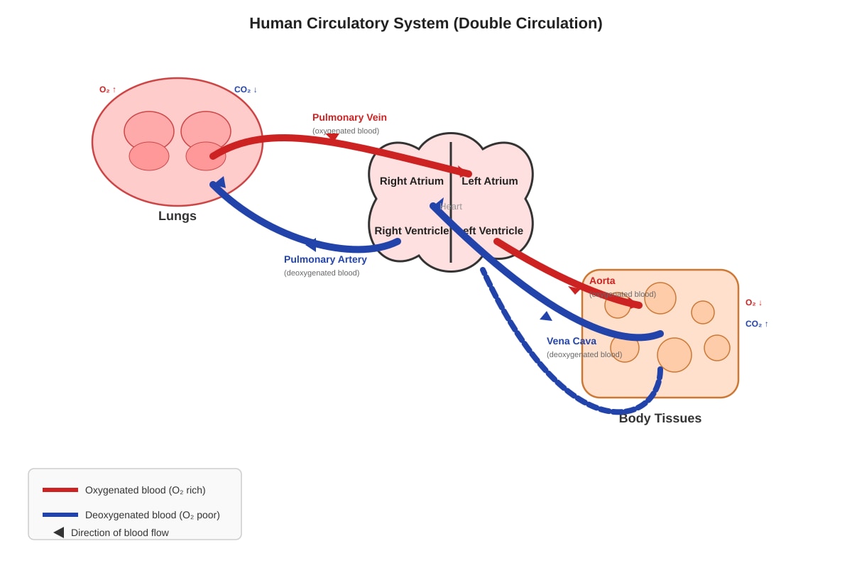 Diagram for Q2 (P6 Science)