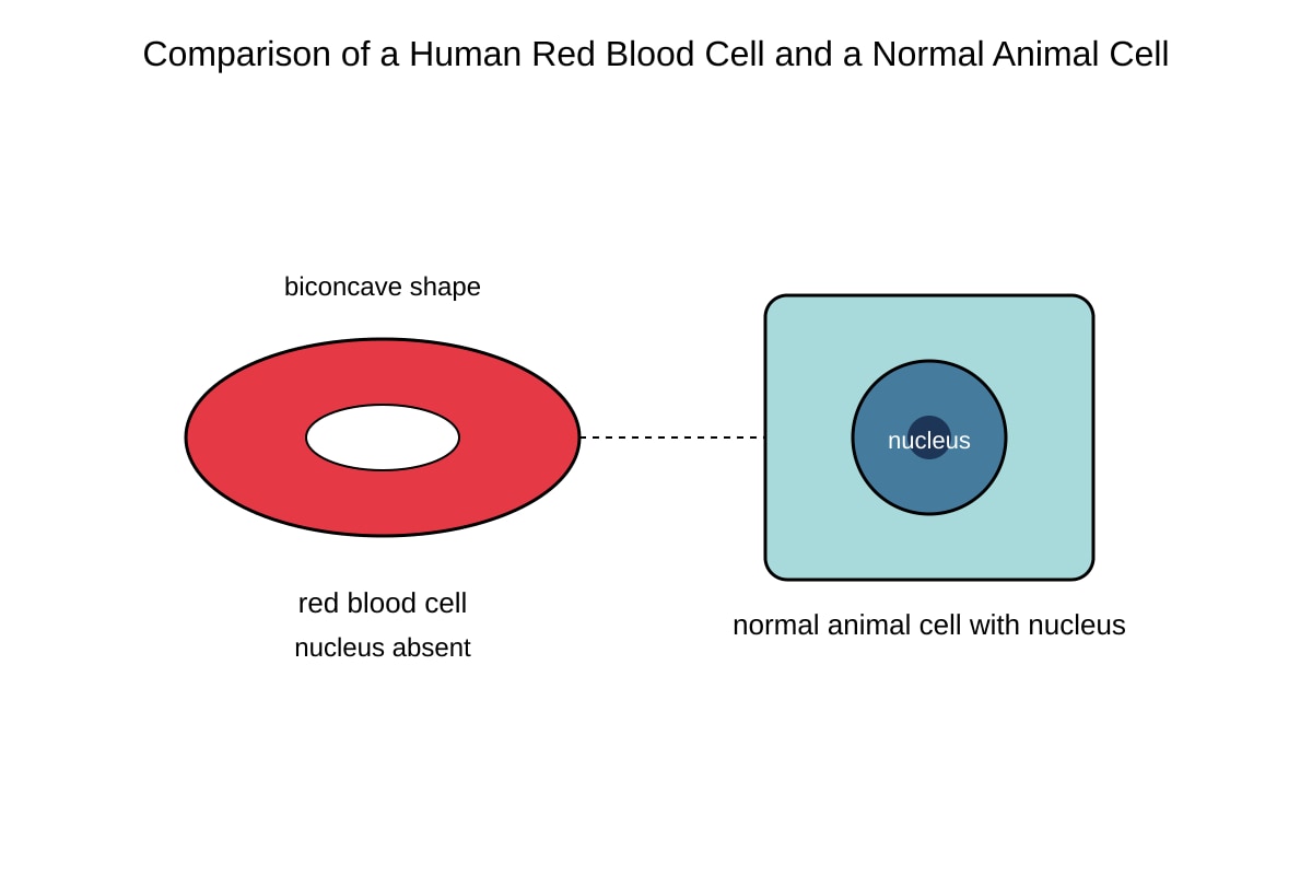 Diagram for Q3 (OLEVEL Biology)